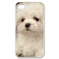 bichon frise Case for iPhone 4,4S