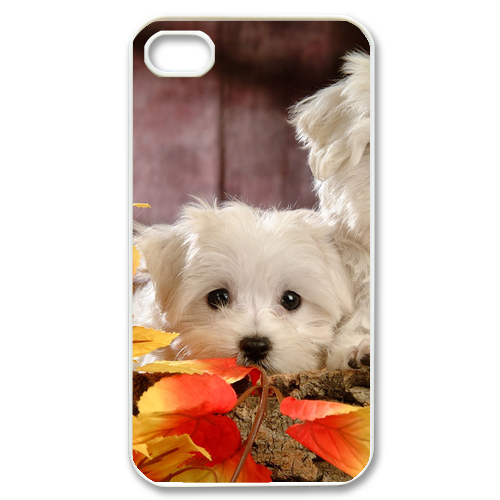 two bichon frises Case for iPhone 4,4S
