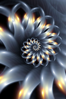 romantic  chrysanthemum