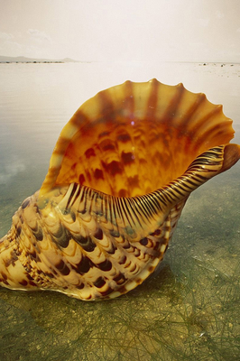 shell