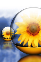 sun flower in bubble
