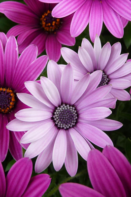 pink  chrysanthemum