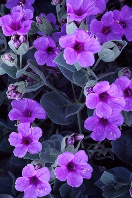 nice purple flowers