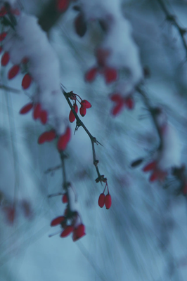 red fruit