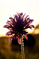 purple chrysanthemum