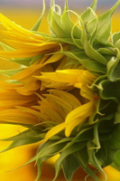 sun flowers