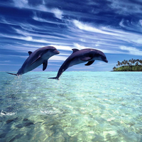 dancing dolphins