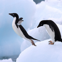 dancing penguin