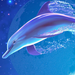 elegant dolphin