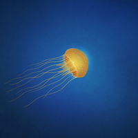 jellyfish