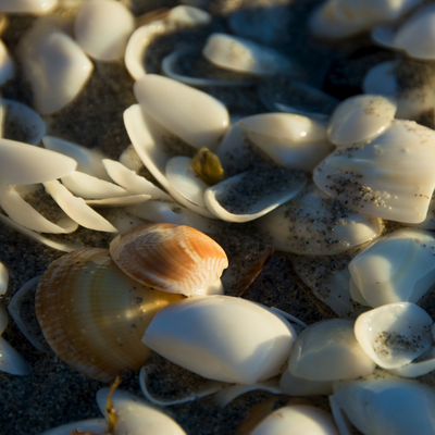 shells