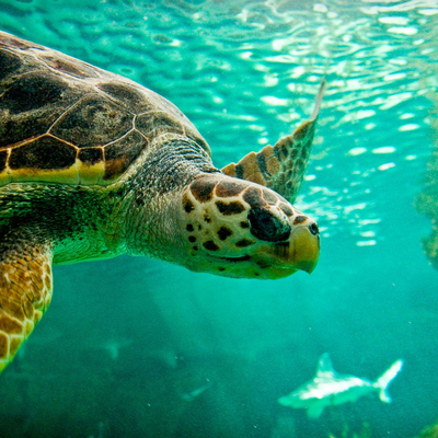 sea turtle