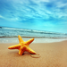 sea star