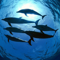 six dolphins