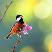 bird on the flower