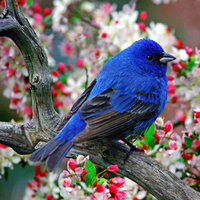 blue bird