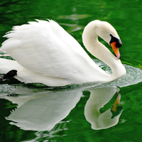 goose on the green water