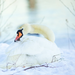 goose in the snow