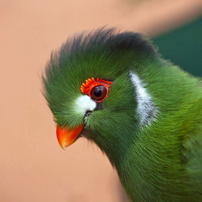 green bird