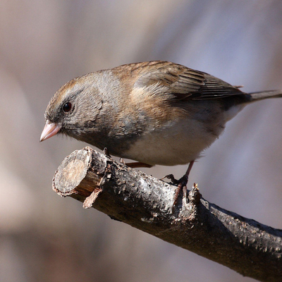 little bird on the branch