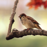 sleeping bird