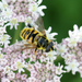 bees in the flowers