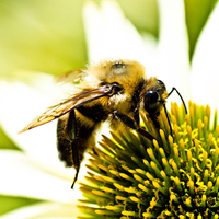 bee eatting the honey