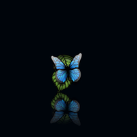 blue butterfly in dark