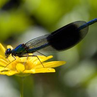 blue dragonfly