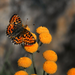 butterfly on the yellow flowers