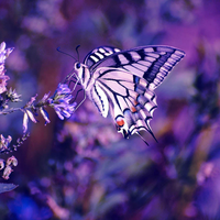 butterfly eatting the flower