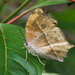 butterfly on the green leaf