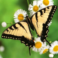 butterfly on the white flowers