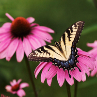 butterfly on the pink flowers