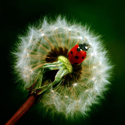 Coccinella septempunctata  in the flower