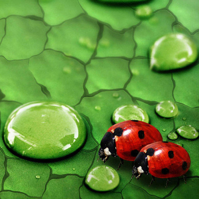 Coccinella septempunctata with dewdrop