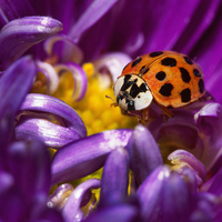 Coccinella septempunctata eatting the flowers