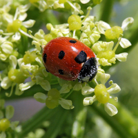 Coccinella septempunctata  with the flower
