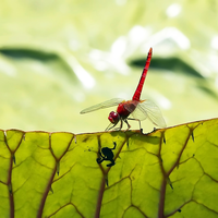 dragonfly on the leave