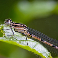 elegant dragonfly