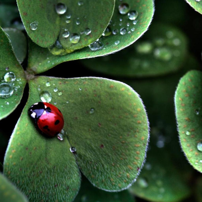 Coccinella septempunctata with three leaves