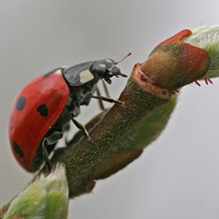 conccinella septempunctata on the branch