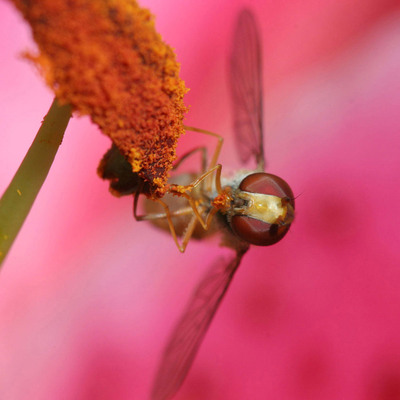 insect eatting flower