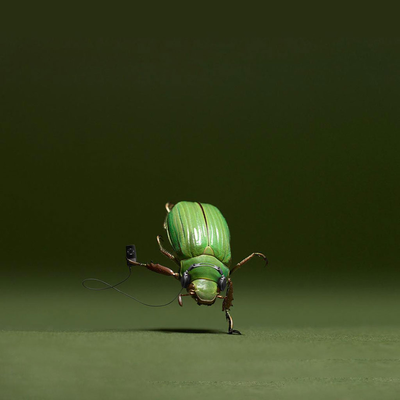 hip-pop in insect