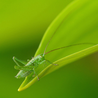 locust on the leaf