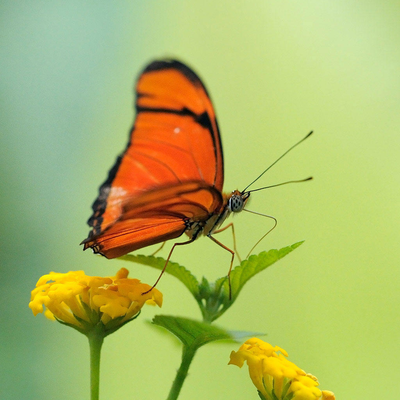 red butterfly on the flowers