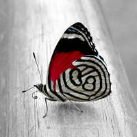 simple butterfly