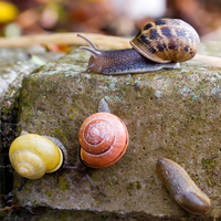 snailes on the stone