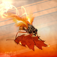 the insect with the maple leaf