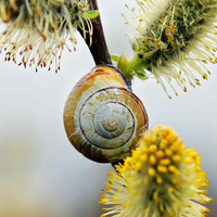 the snail on the flower